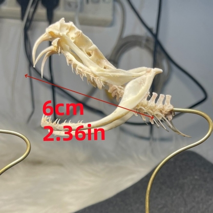 2115 Wholesale series 1/5/10 Pcs Crocodile Skull Artwork Decorative Sculpture Lot Premium Quality Animal Skull Home Decor Science