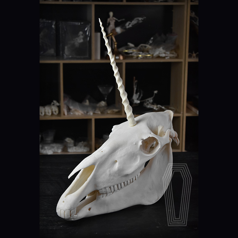 2124 Boutique series Original Unicorn Skull Bone Specimen Teaching Sculpture Animal Crafts Art Collectibles Desktop Ornament Brithday Gift