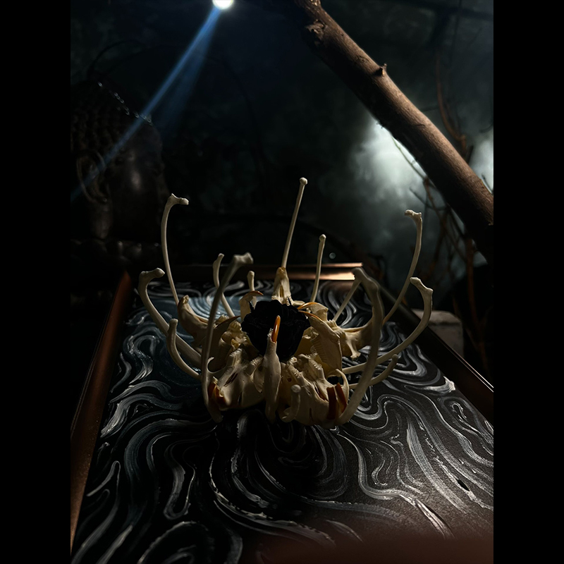 2134 Boutique series Unique Bone Lily Flower Skeleton Artwork Framed Specimen Memorial Keepsake Home Decor Framed Wall Art Memorial Gift