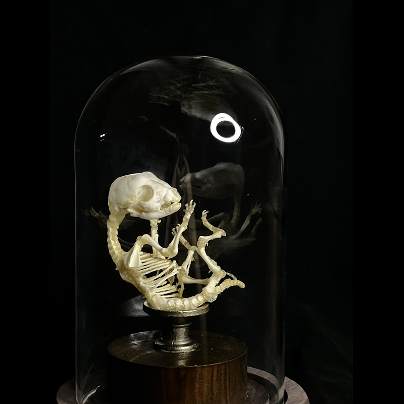 2135 Boutique series Taxidermy Sleeping Fox Skeleton Specimen in Glass Frame Display Home Decor Collectible Artwork As Halloween party supplies gift