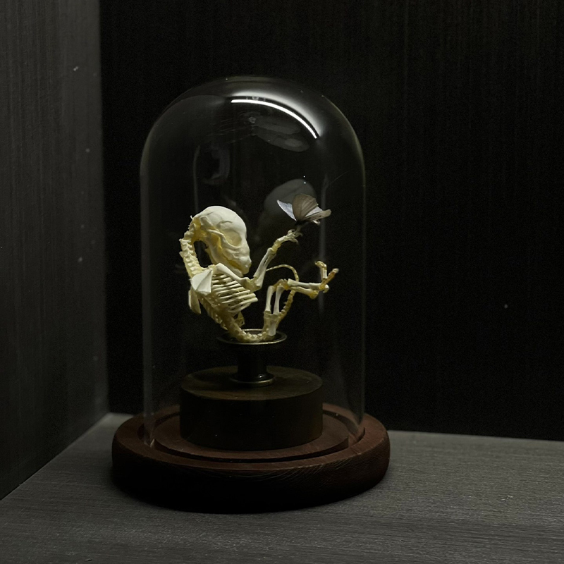 2135 Boutique series Taxidermy Sleeping Fox Skeleton Specimen in Glass Frame Display Home Decor Collectible Artwork As Halloween party supplies gift