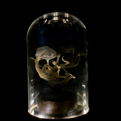 2135 Boutique series Taxidermy Sleeping Fox Skeleton Specimen in Glass Frame Display Home Decor Collectible Artwork As Halloween party supplies gift