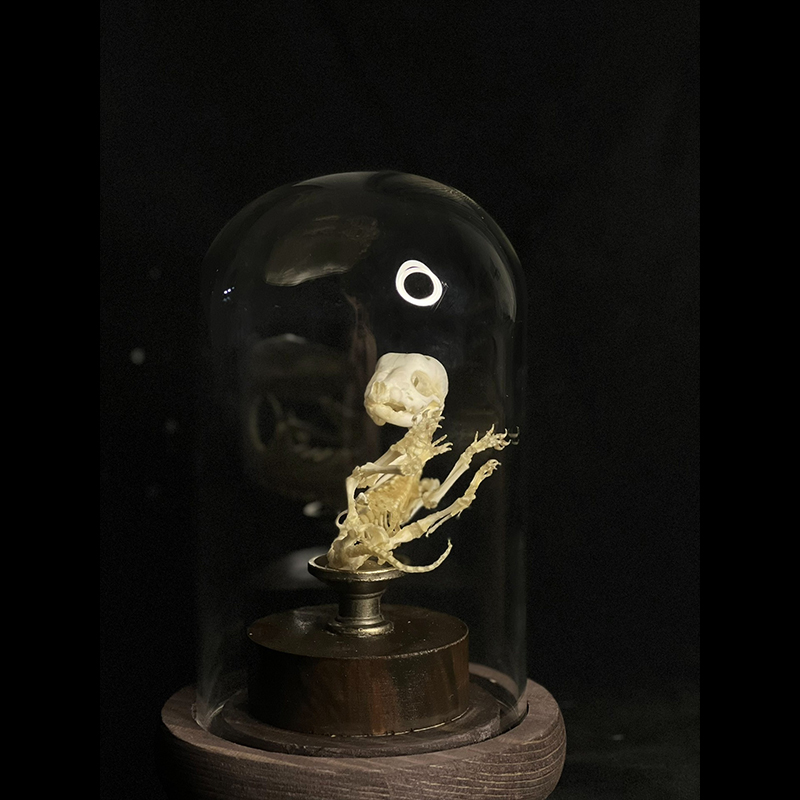 2135 Boutique series Taxidermy Sleeping Fox Skeleton Specimen in Glass Frame Display Home Decor Collectible Artwork As Halloween party supplies gift