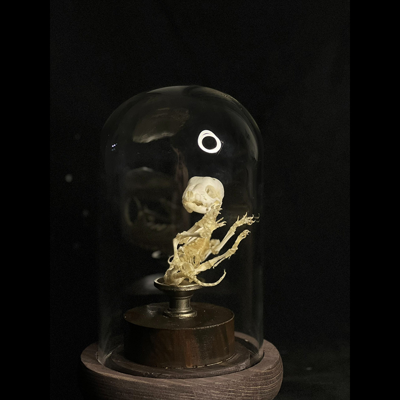 2135 Boutique series Taxidermy Sleeping Fox Skeleton Specimen in Glass Frame Display Home Decor Collectible Artwork As Halloween party supplies gift