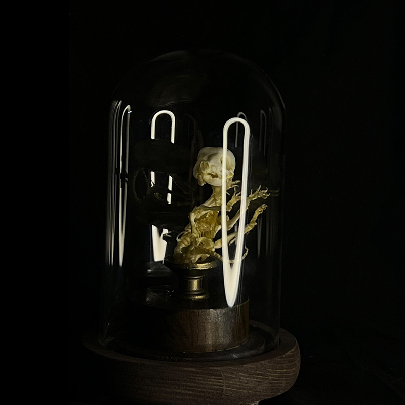 2135 Boutique series Taxidermy Sleeping Fox Skeleton Specimen in Glass Frame Display Home Decor Collectible Artwork As Halloween party supplies gift