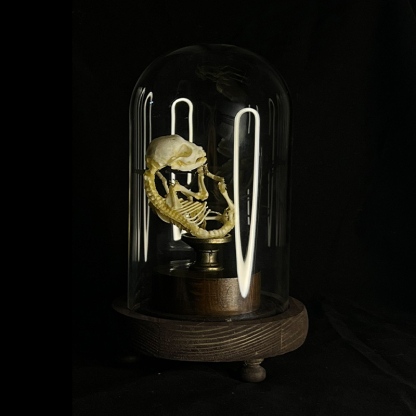 2135 Boutique series Taxidermy Sleeping Fox Skeleton Specimen in Glass Frame Display Home Decor Collectible Artwork As Halloween party supplies gift