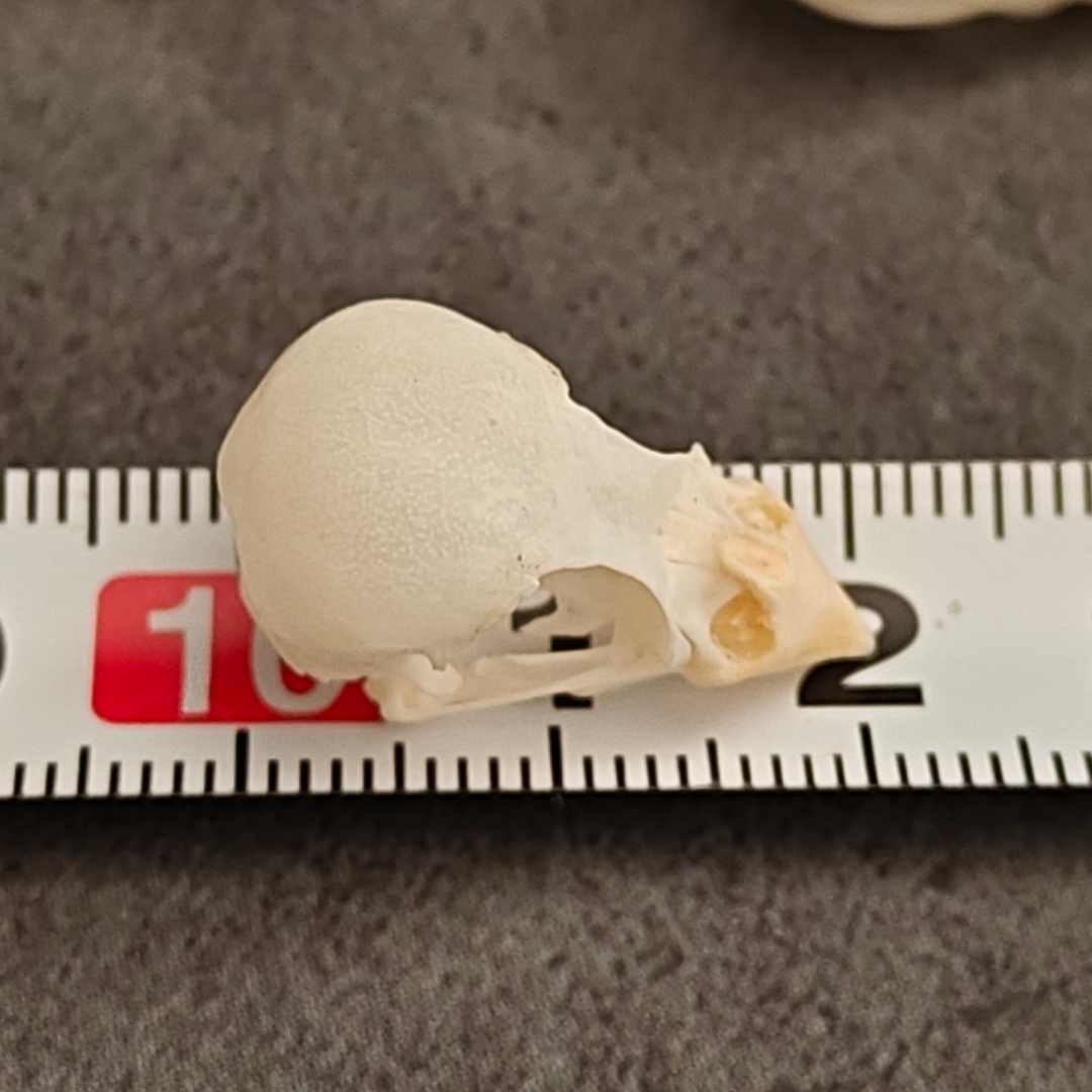 2115 Wholesale series 1/5/10 Pcs Crocodile Skull Artwork Decorative Sculpture Lot Premium Quality Animal Skull Home Decor Science