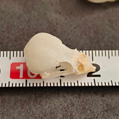 2115 Wholesale series 1/5/10 Pcs Crocodile Skull Artwork Decorative Sculpture Lot Premium Quality Animal Skull Home Decor Science