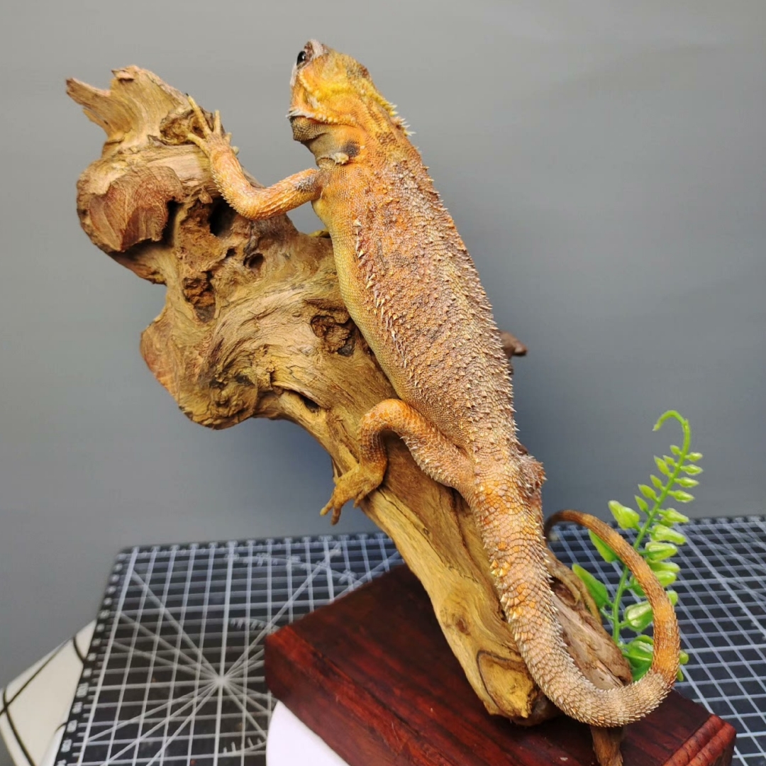 2056 Boutique series Lizard squirrel Taxidermy Animal Specimen Art Home Decor Handmade Craft for Reptile Collectors Gothic Halloween Christmas Gift