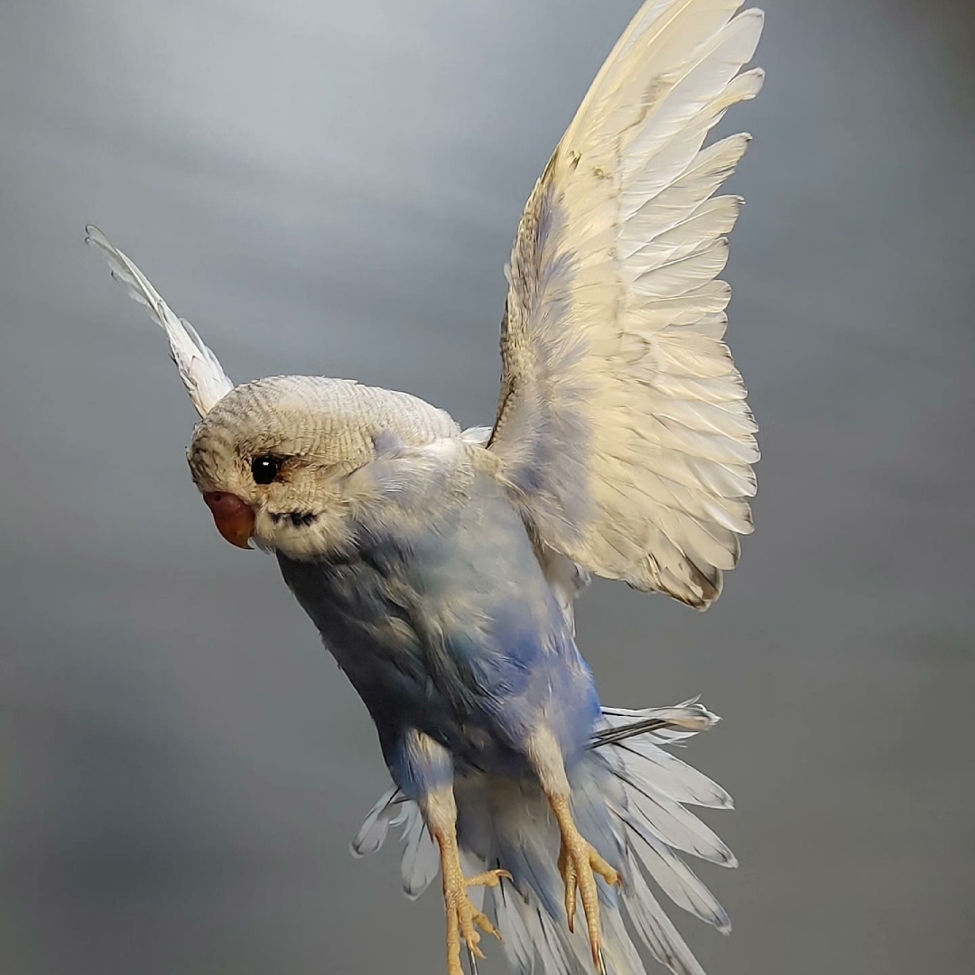 2065 Boutique series Dancing Bird with Rotating Music Box Sculpture Home Decor Ornament for Wedding Gift Christmas Halloween Party Supplies