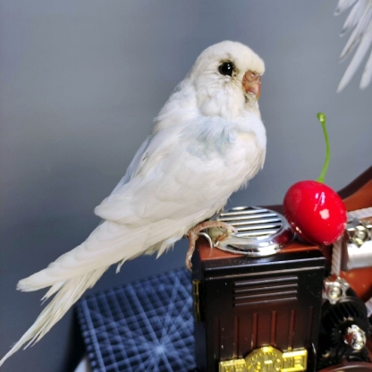 2065 Boutique series Dancing Bird with Rotating Music Box Sculpture Home Decor Ornament for Wedding Gift Christmas Halloween Party Supplies