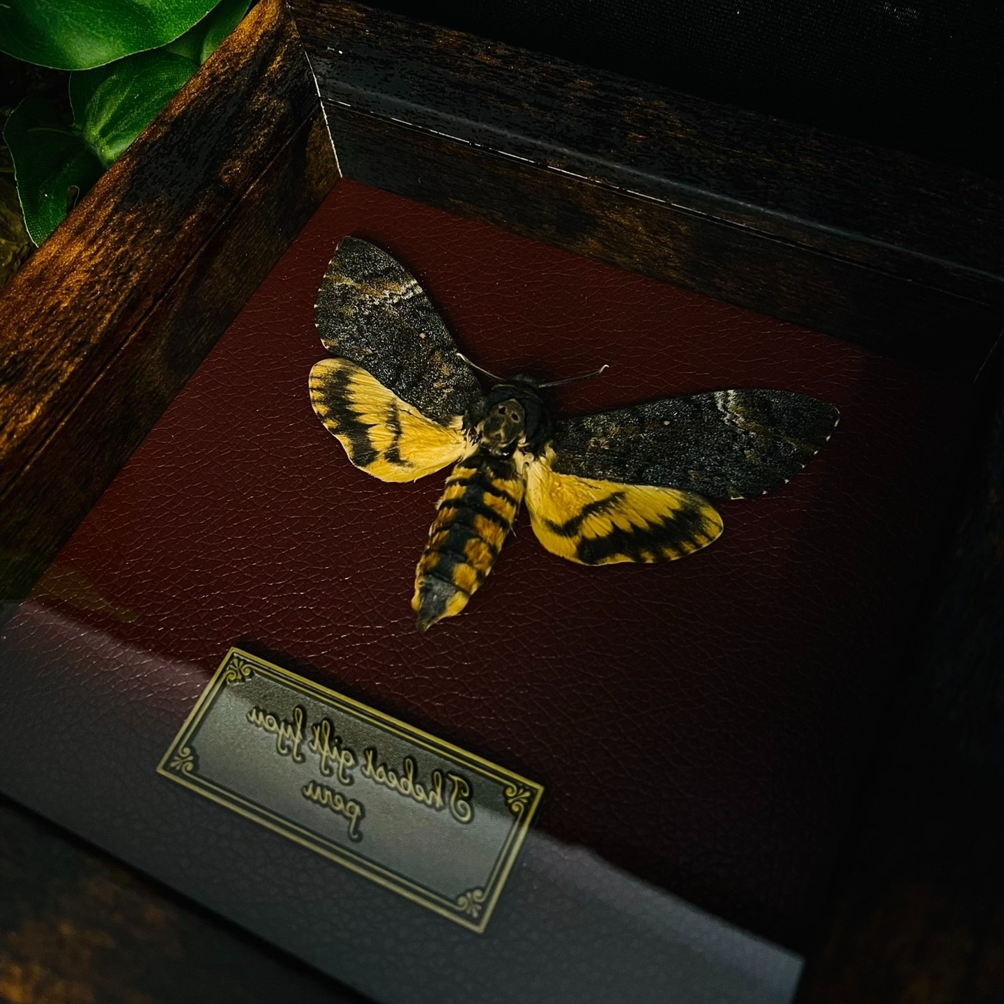 2051 Wholesale series 1/5/10pcs Death-headed Eagle Moth Gift Specimen Painting Gothic Art Creepy Weird Halloween Supplies Silent Lamb