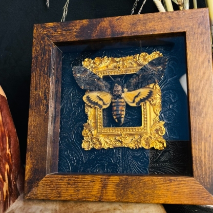 2051 Wholesale series 1/5/10pcs Death-headed Eagle Moth Gift Specimen Painting Gothic Art Creepy Weird Halloween Supplies Silent Lamb