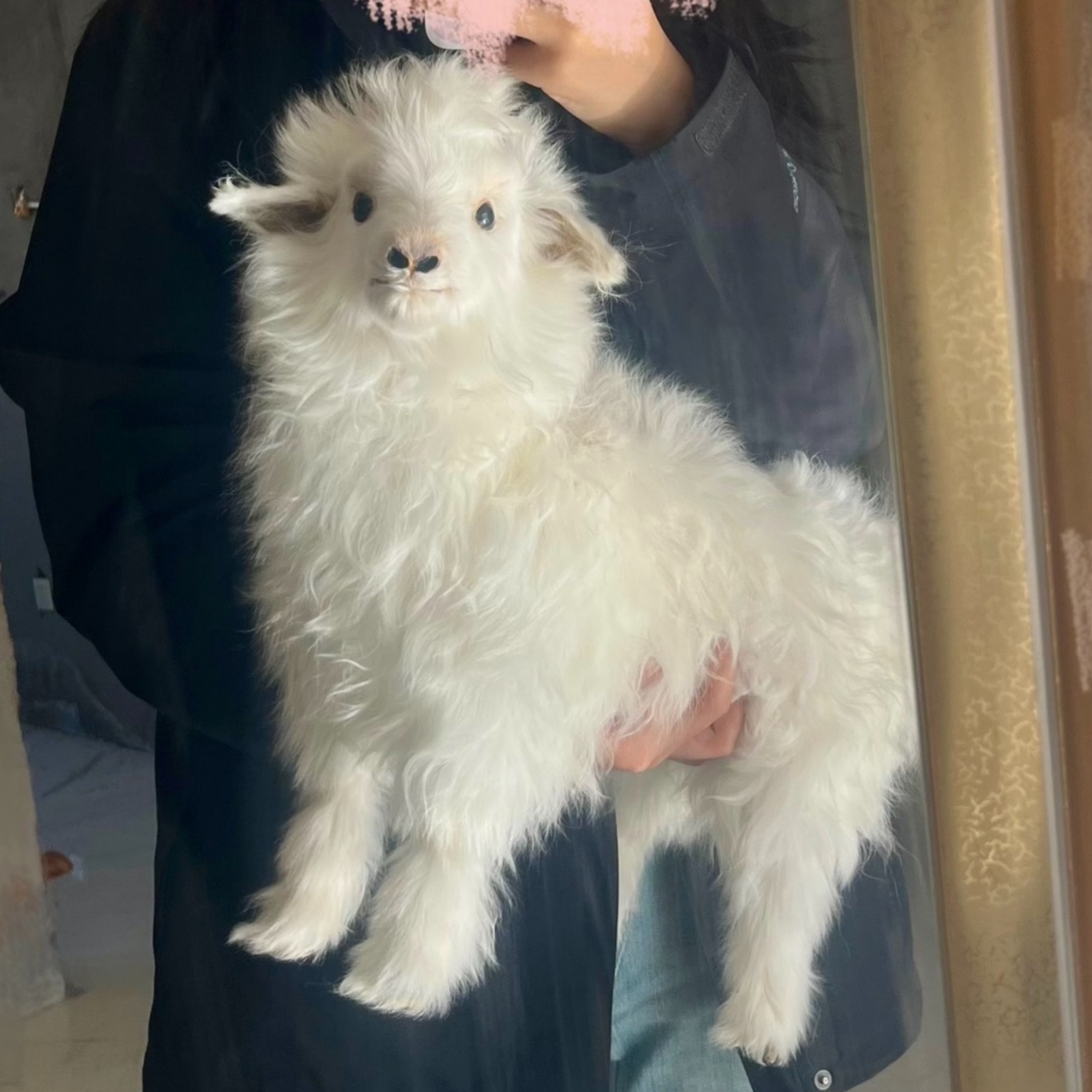 2121 Boutique series Handmade Sweet Lamb Taxidermy Display Gothic Farmhouse Decor Collector's Curio Odorless Global Express Creative Gift