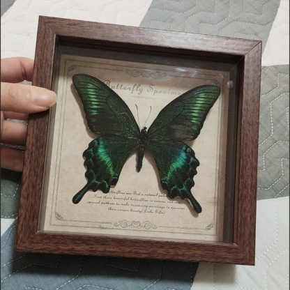 2103 Wholesale Butterfly Specimen Painting 3D Framed Shadow Box Wall Art Birthday Wedding Gift Christmas Halloween Party Decor