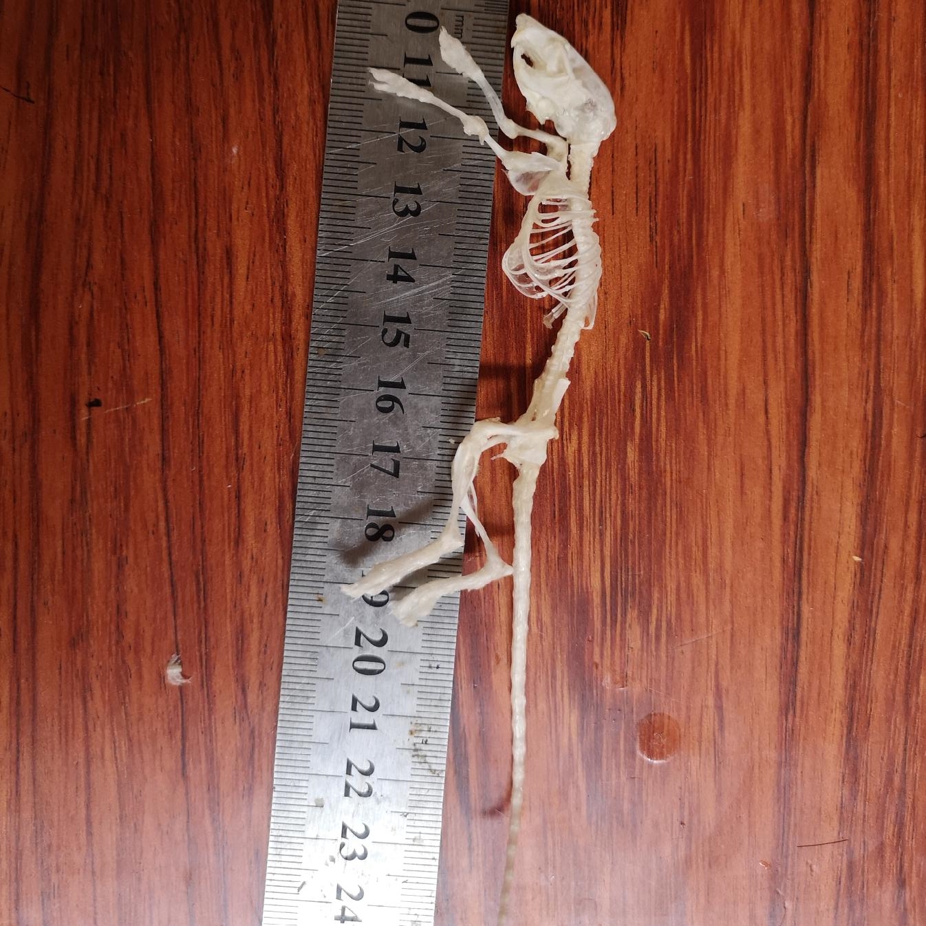 2247 1/5/10 Pcs Adjustable Pose Rat Skeleton Art DIY Craft Kit Hallowe