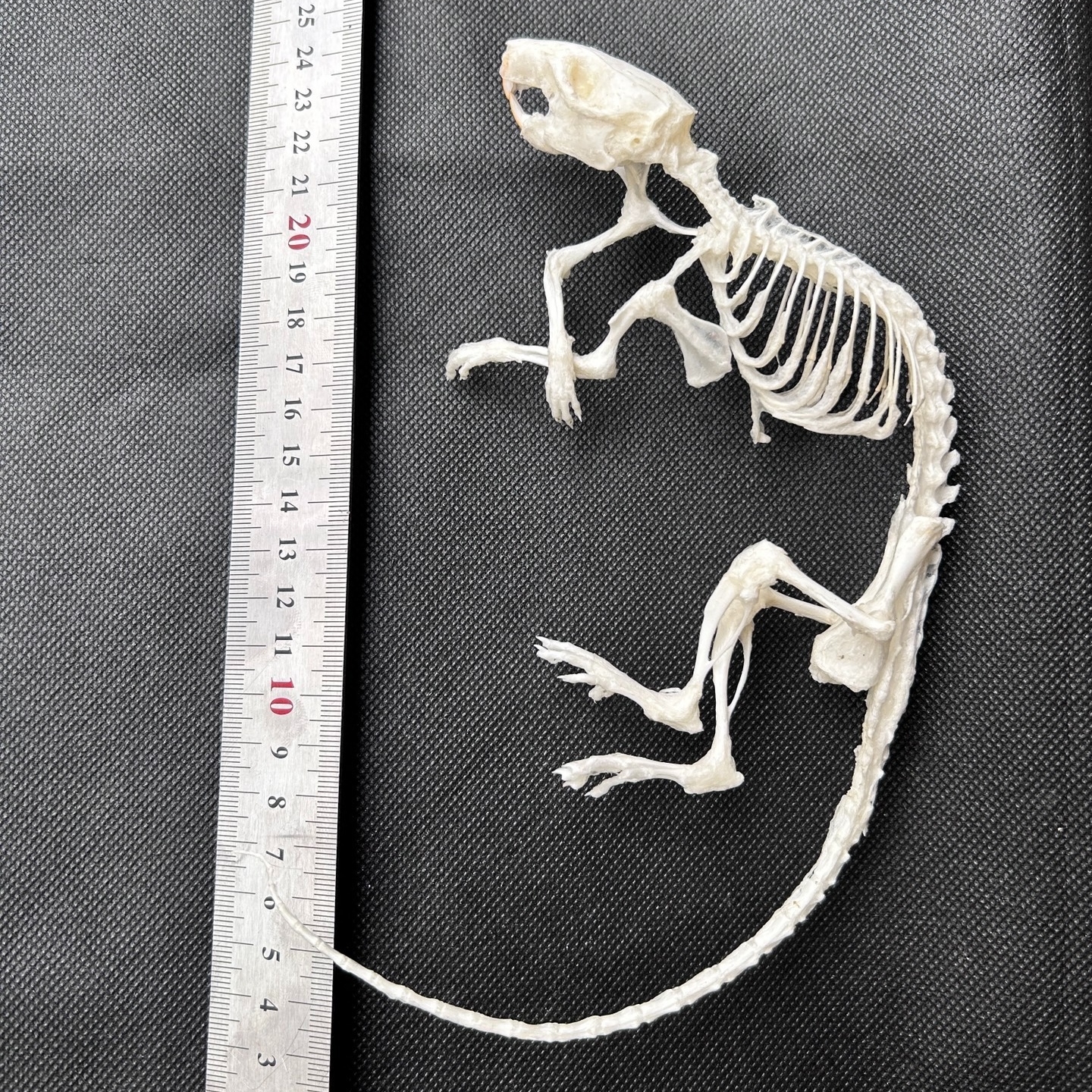 2247 1/5/10 Pcs Adjustable Pose Rat Skeleton Art DIY Craft Kit Halloween Gothic Home Decor Handmade Sculpture Bulk Wholesale