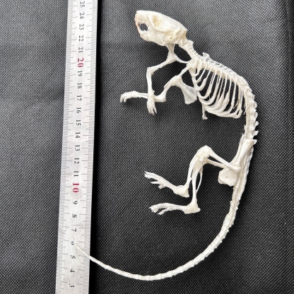 2247 1/5/10 Pcs Adjustable Pose Rat Skeleton Art DIY Craft Kit Halloween Gothic Home Decor Handmade Sculpture Bulk Wholesale