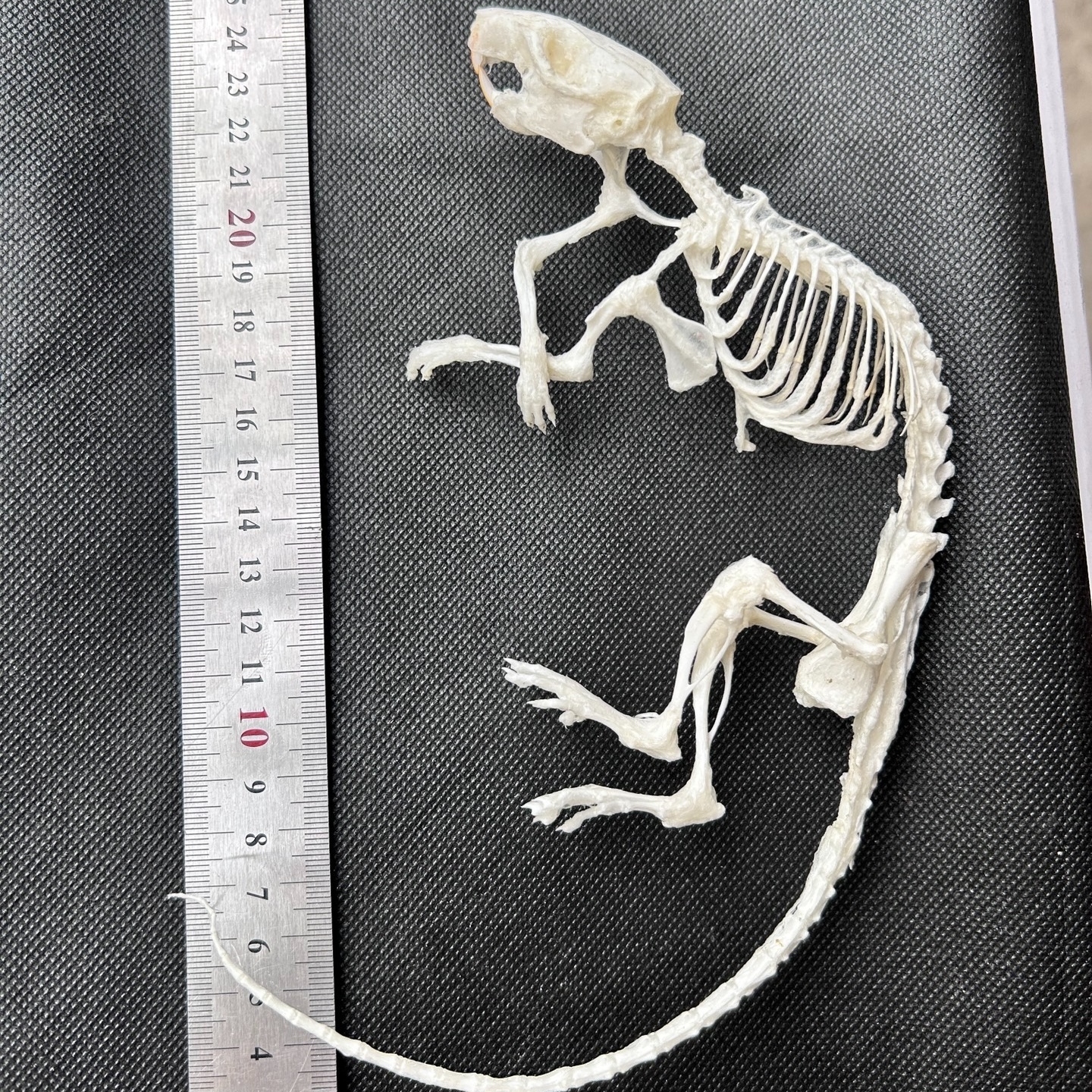 2247 1/5/10 Pcs Adjustable Pose Rat Skeleton Art DIY Craft Kit Halloween Gothic Home Decor Handmade Sculpture Bulk Wholesale