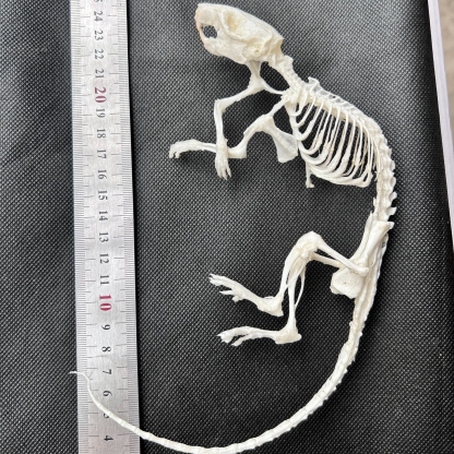 2247 1/5/10 Pcs Adjustable Pose Rat Skeleton Art DIY Craft Kit Halloween Gothic Home Decor Handmade Sculpture Bulk Wholesale