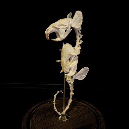 2059 Boutique series  Hippocampus taxidermy  All bones spliced Handmade Unique home decorations Dark specimen Halloween party supplies