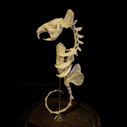 2059 Boutique series  Hippocampus taxidermy  All bones spliced Handmade Unique home decorations Dark specimen Halloween party supplies