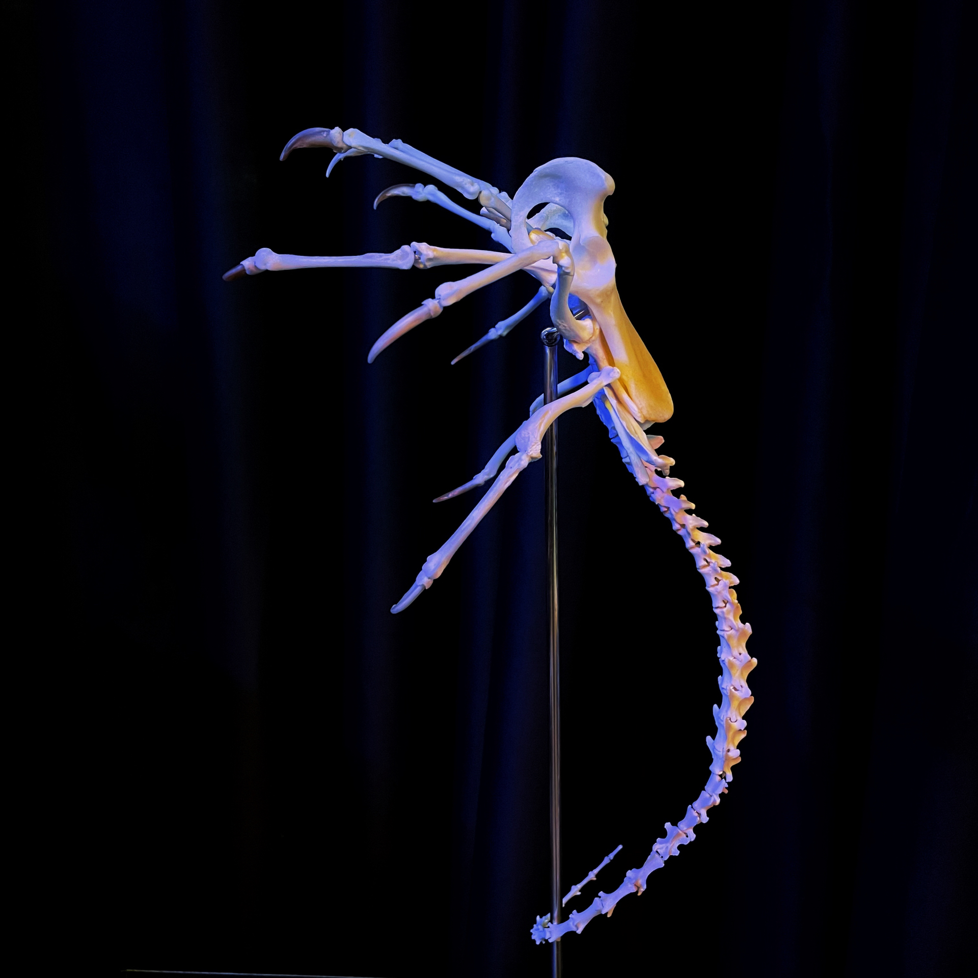 2061 Boutique series  Face bug Taxidermy All bones spliced Handmade Iron Warrior Alien Peripheral products Dark specimen decoration Halloween party supplies