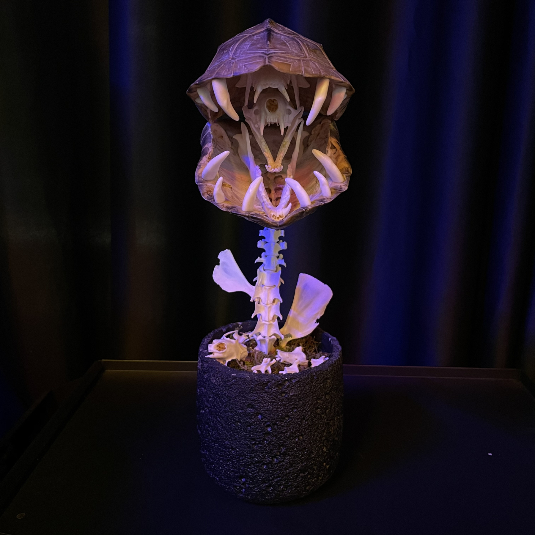 2060 Boutique series  Handmade Piranha taxidermy All bones spliced From Super Mary and Iron Warrior Dark specimen decoration Halloween party supplies