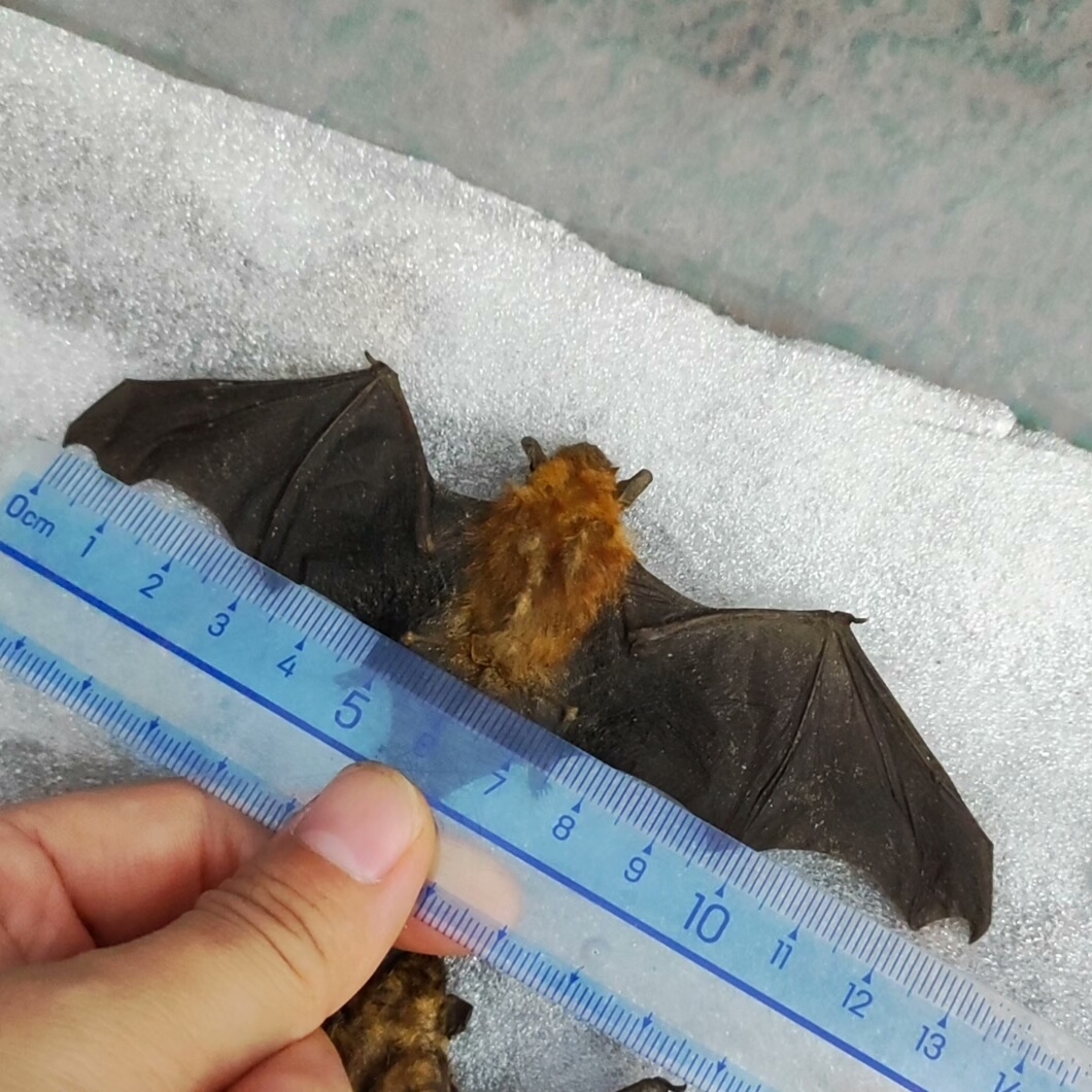 2049 Wholesale series 1/5/10 Pcs Horseshoe Bat Painted Bat Dried corpse real Taxidermy Decor Horror Craft Ornament Gift for Halloween Party