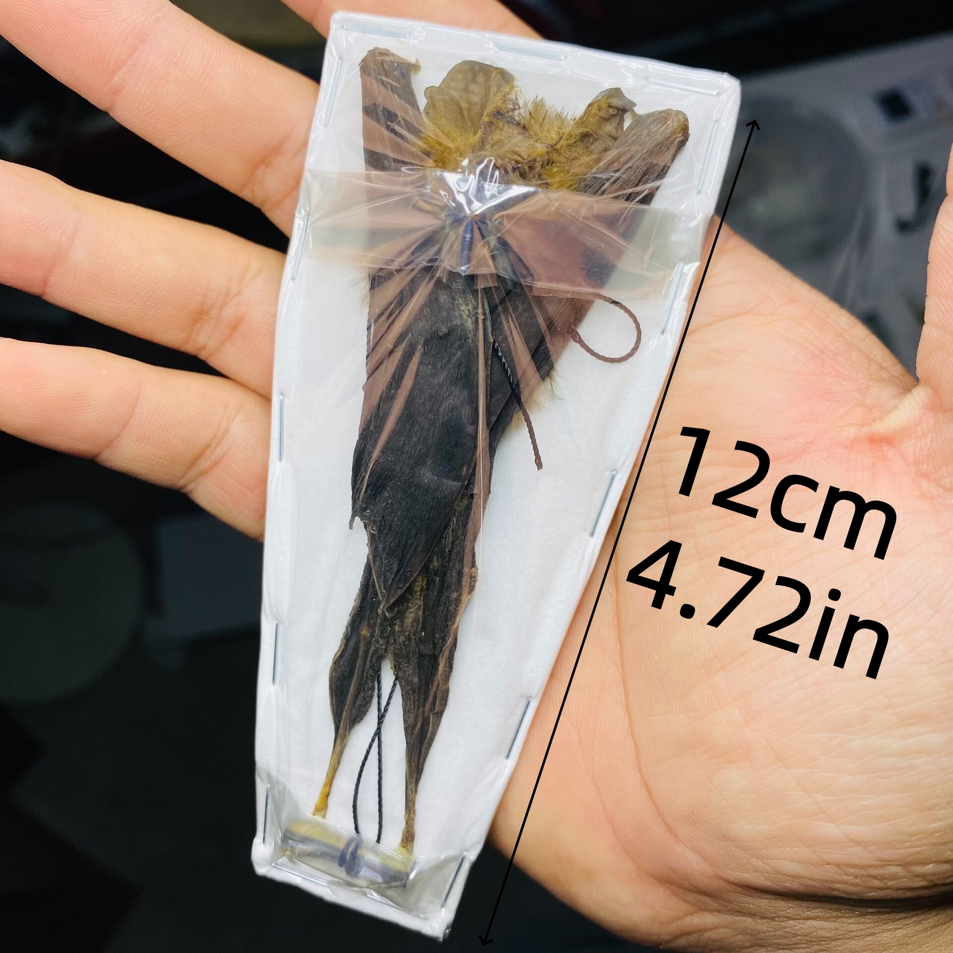 2049 Wholesale series 1/5/10 Pcs Horseshoe Bat Painted Bat Dried corpse real Taxidermy Decor Horror Craft Ornament Gift for Halloween Party