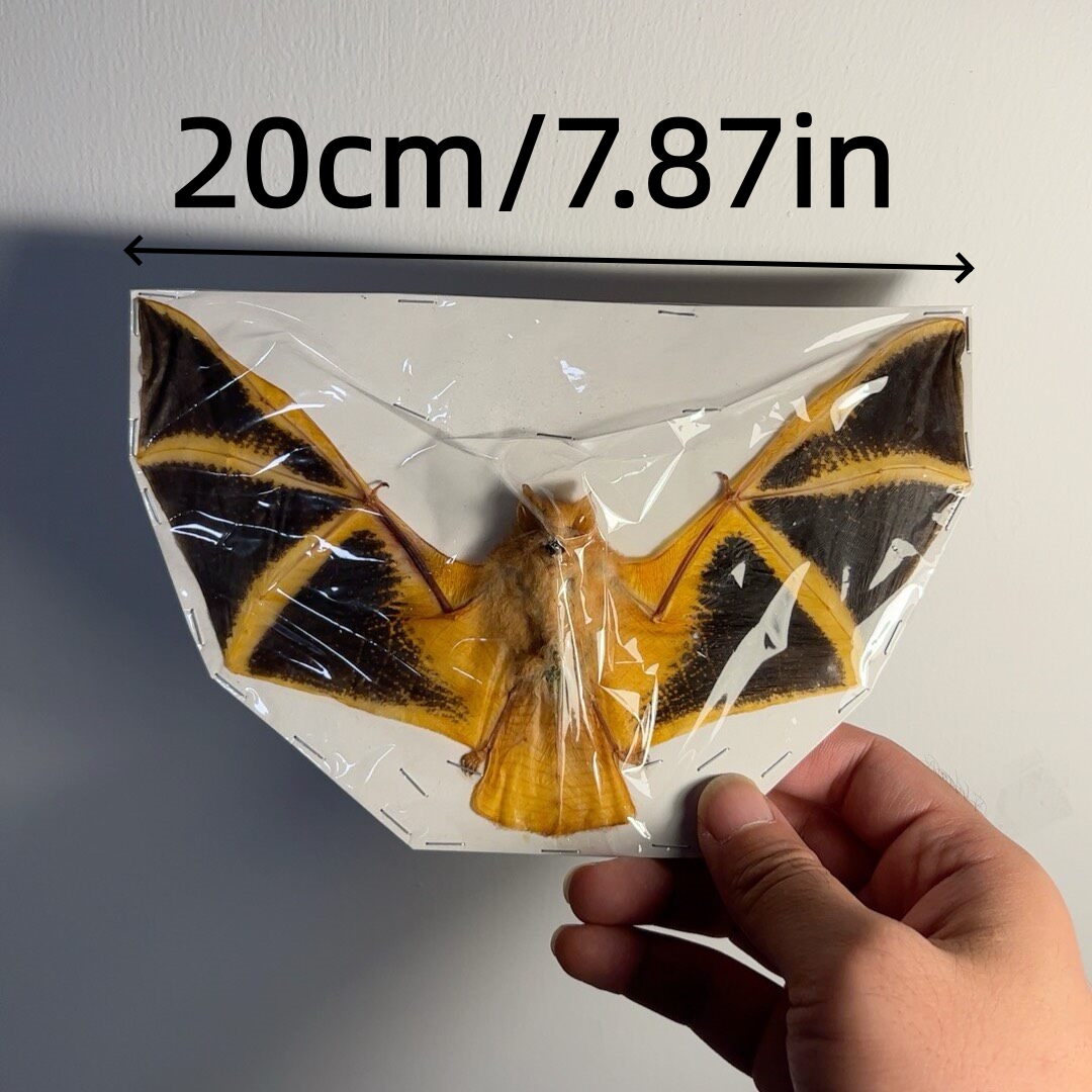 2049 Wholesale series 1/5/10 Pcs Horseshoe Bat Painted Bat Dried corpse real Taxidermy Decor Horror Craft Ornament Gift for Halloween Party