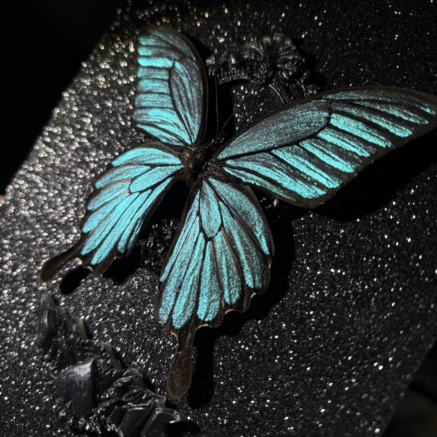 2151 Boutique series Real Butterfly Specimen Swallowtail on Hand Painted Board Insect Art Display Animal Taxidermy Frame Decor Home Gift 