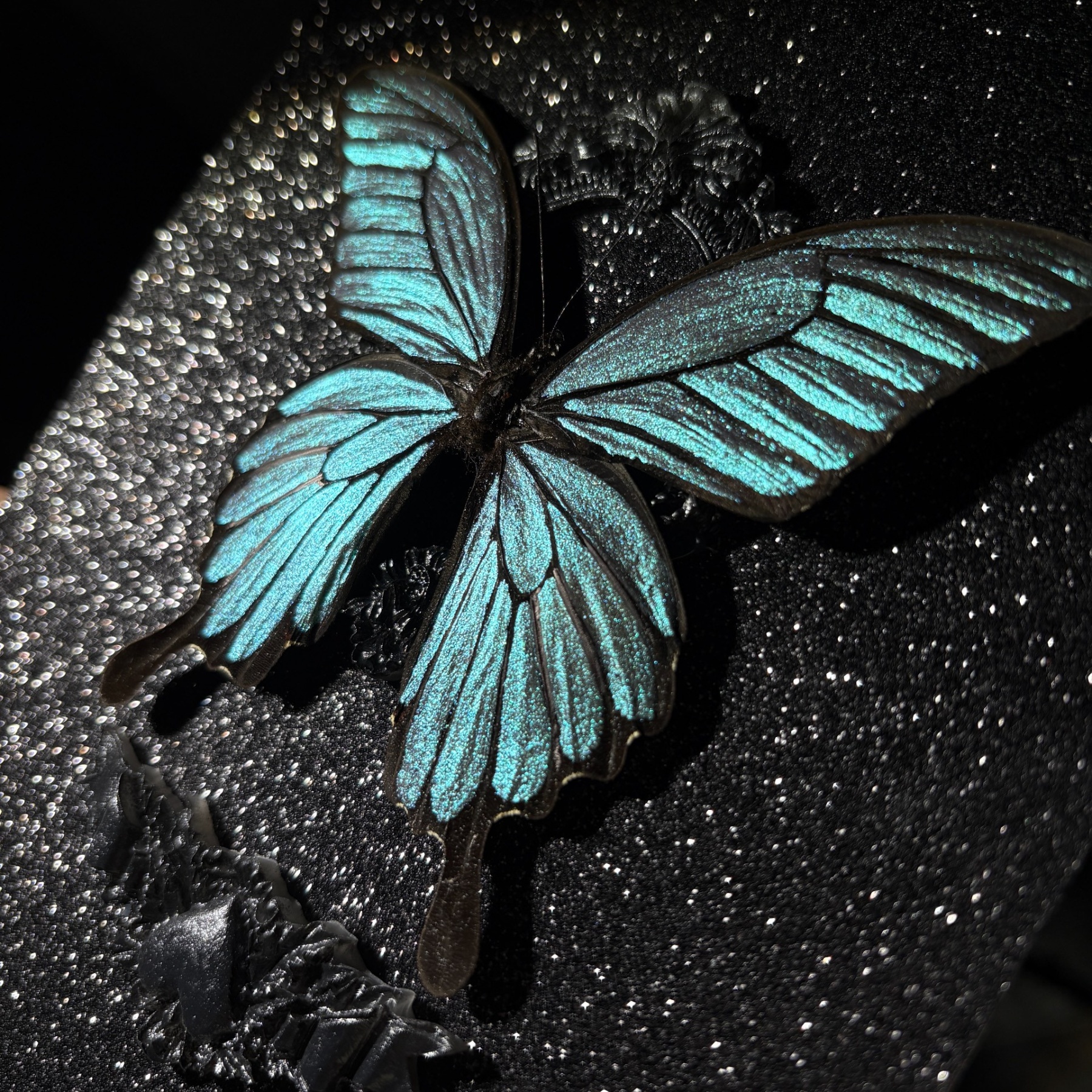 2151 Boutique series Real Butterfly Specimen Swallowtail on Hand Painted Board Insect Art Display Animal Taxidermy Frame Decor Home Gift 