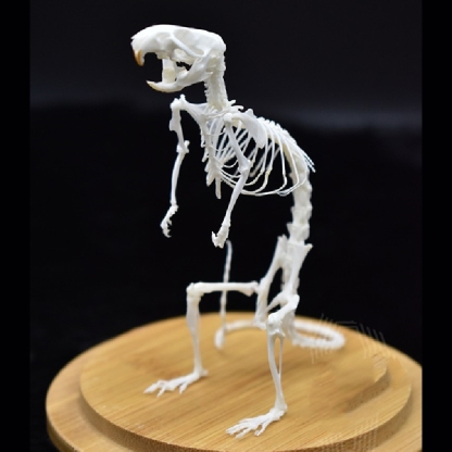 2033 Erect Rodent Osteology Art Gothic Cabinet Curio Articulated Bone Configuration Replica Vertical Cricetidae Shadowbox Occult
