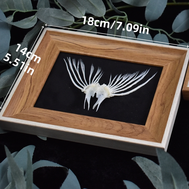 2006 Taxidermy Framed Fish Tail Bone Art Marine Biology Display Oceani