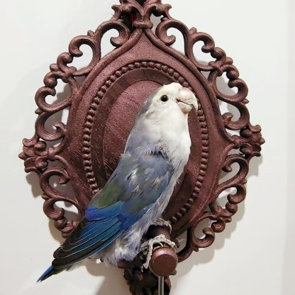 2017 Wholesale Taxidermy Bird Sculpture Retro Decorative Board Home Animal Jewelry Pendant Wedding Supplies Christmas Halloween Gifts