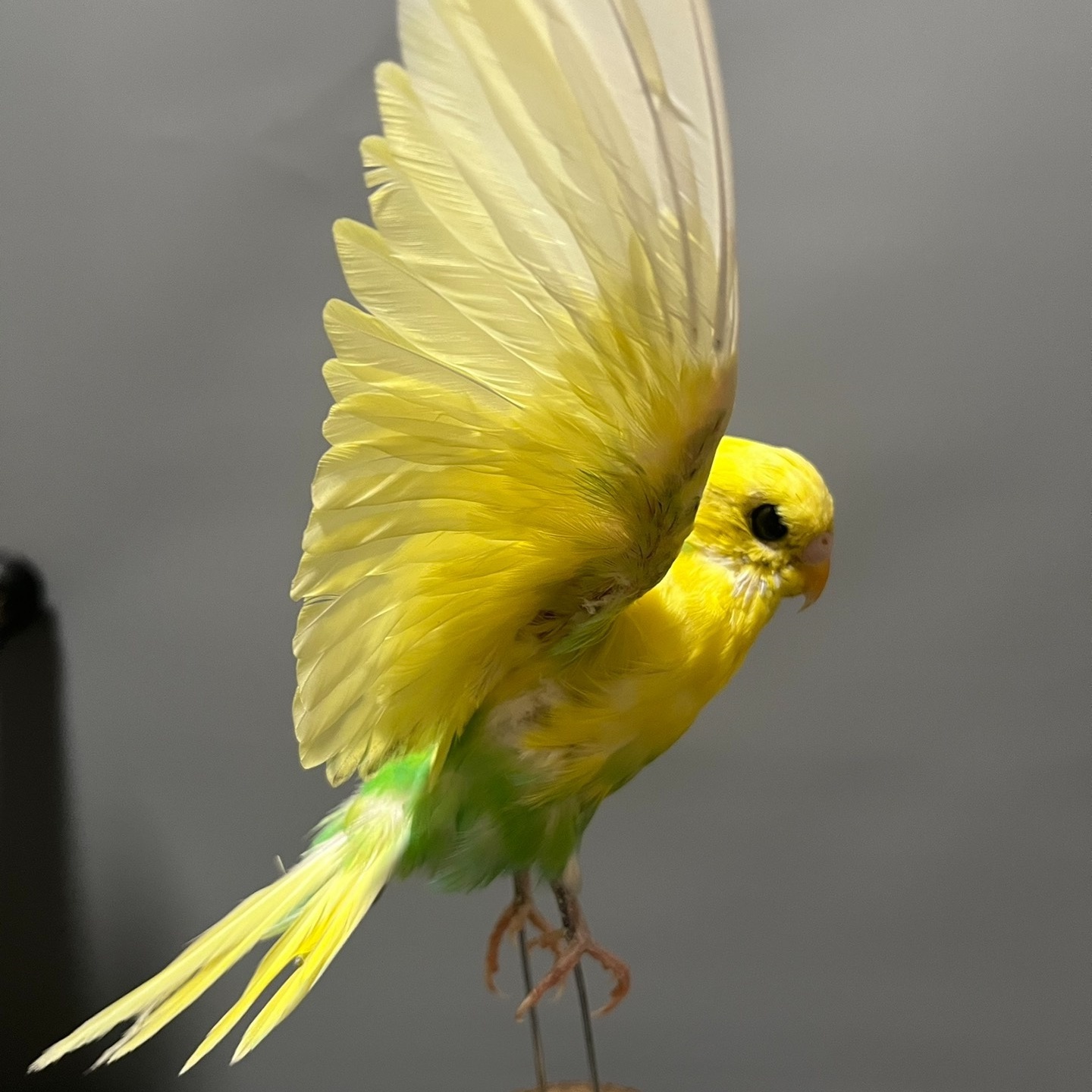 2042 Wholesale Parrot Taxidermy Family Garden Bird Dark specimen Decoration Miniature Halloween Christmas Wedding party supplies