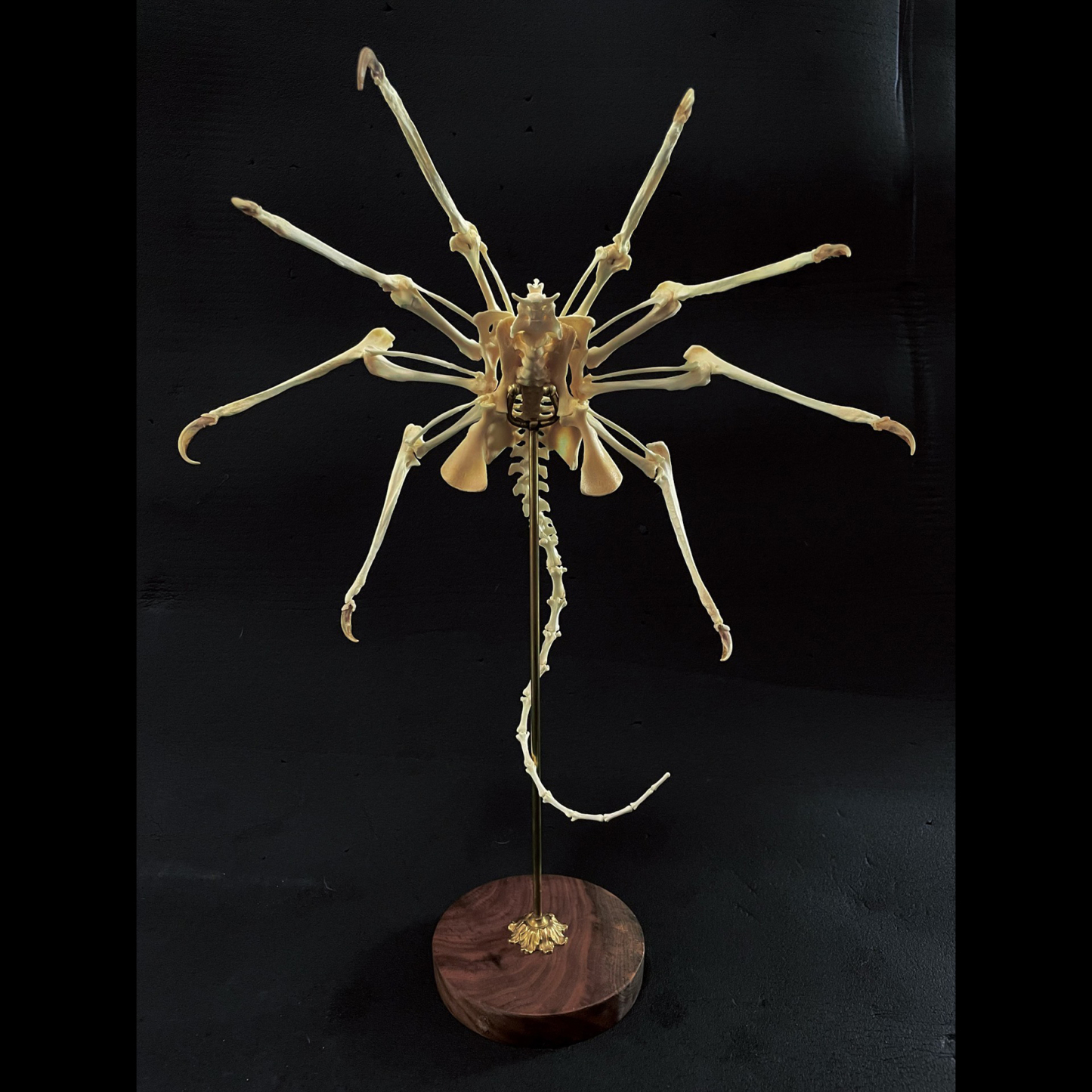 2061 Boutique series  Face bug Taxidermy All bones spliced Handmade Iron Warrior Alien Peripheral products Dark specimen decoration Halloween party supplies