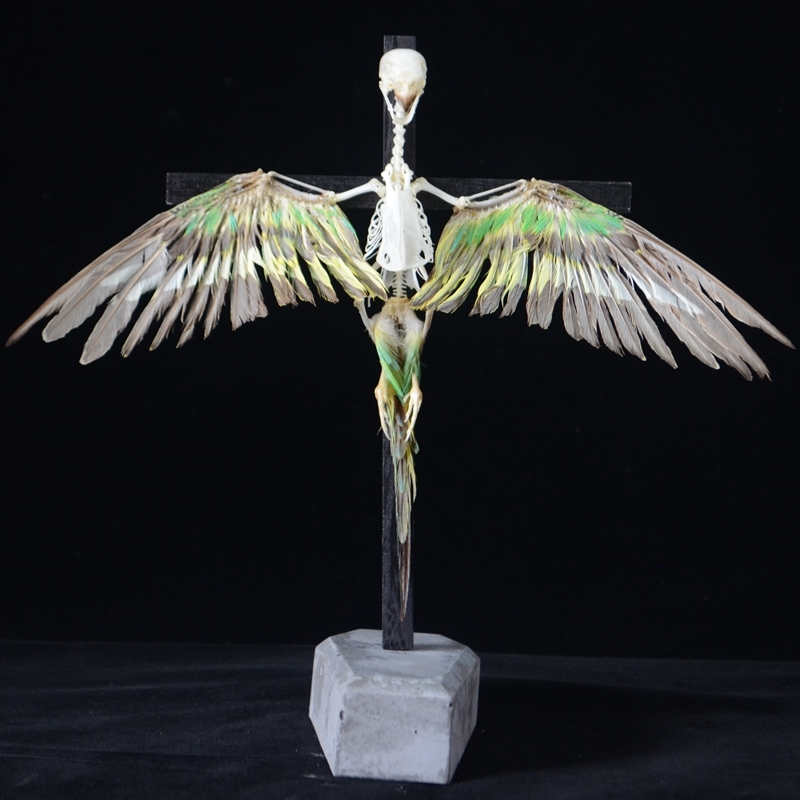 2026 Taxidermy Avian Cruciform Skeletal Art Gothic Reliquary Display Bone Configuration Victorian Ornithology Replica Ecclesiastical Bird