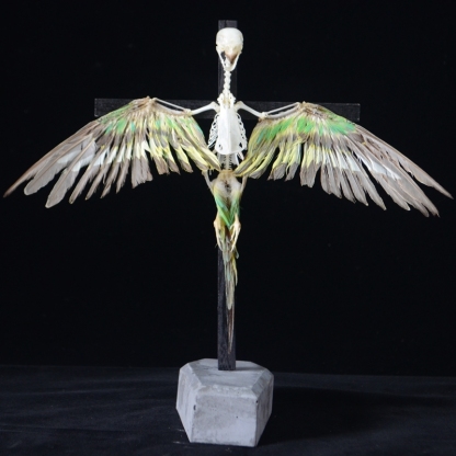 2026 Taxidermy Avian Cruciform Skeletal Art Gothic Reliquary Display Bone Configuration Victorian Ornithology Replica Ecclesiastical Bird