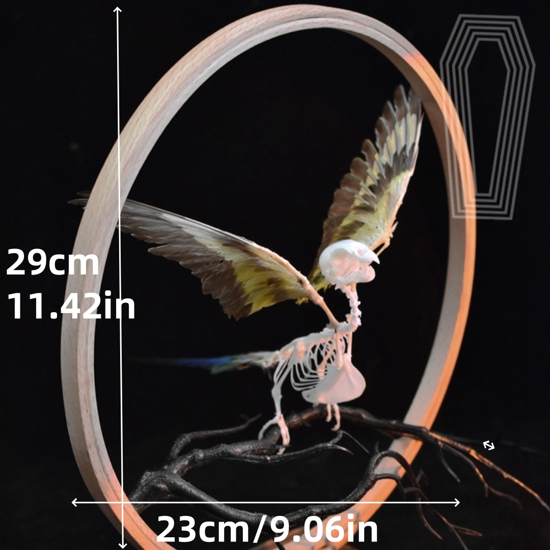 2027 Taxidermy Passerine Ossuary Shadowbox Gothic Anatomy Artifact Articulated Skeletal Artistry Ecclesiastical Bird Bone Assemblage