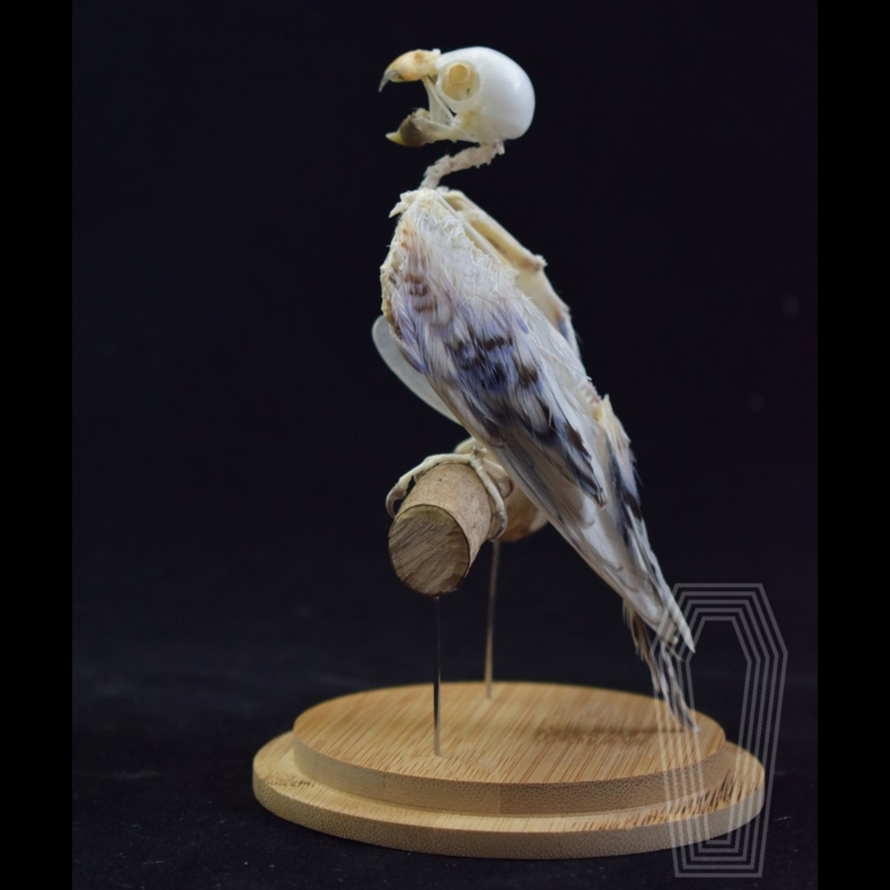 2031 Taxidermy Erect Avian Skeletal Art Glass Dome Display Victorian Osteology Study Bone Articulation Replica Vertical Bird Ossuary