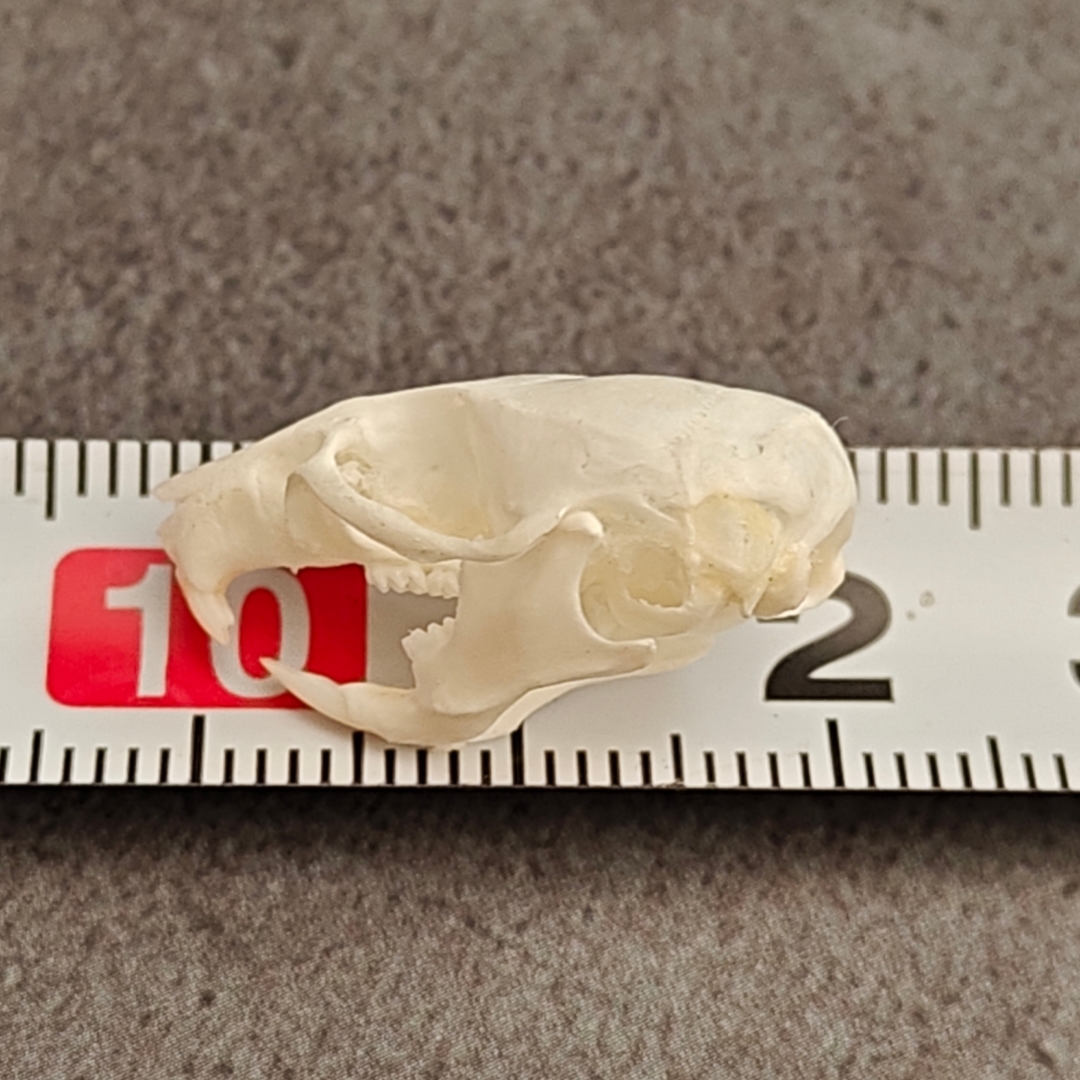 2115 Wholesale series 1/5/10 Pcs Crocodile Skull Artwork Decorative Sculpture Lot Premium Quality Animal Skull Home Decor Science