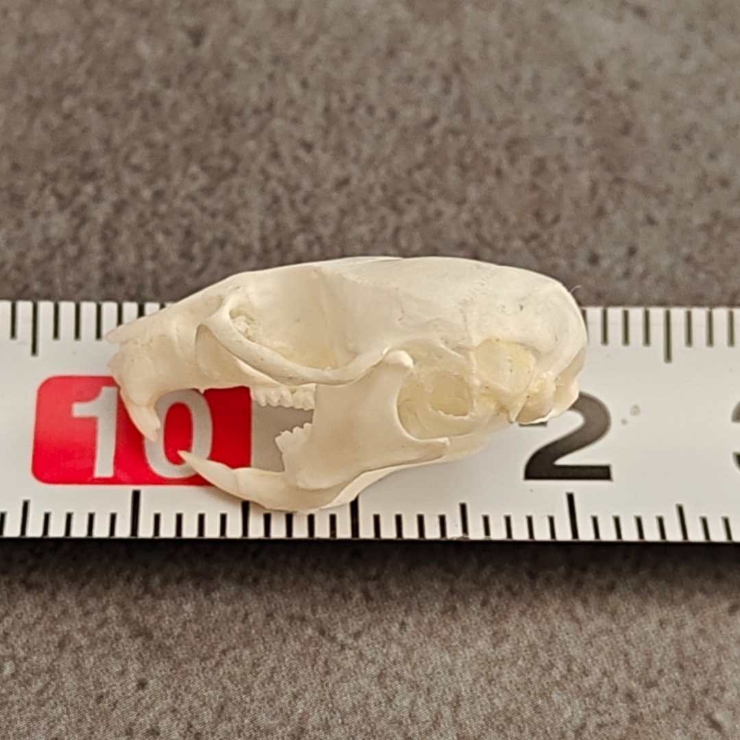 2115 Wholesale series 1/5/10 Pcs Crocodile Skull Artwork Decorative Sculpture Lot Premium Quality Animal Skull Home Decor Science