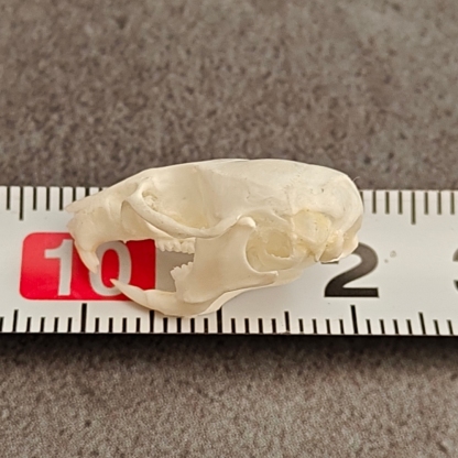 2115 Wholesale series 1/5/10 Pcs Crocodile Skull Artwork Decorative Sculpture Lot Premium Quality Animal Skull Home Decor Science