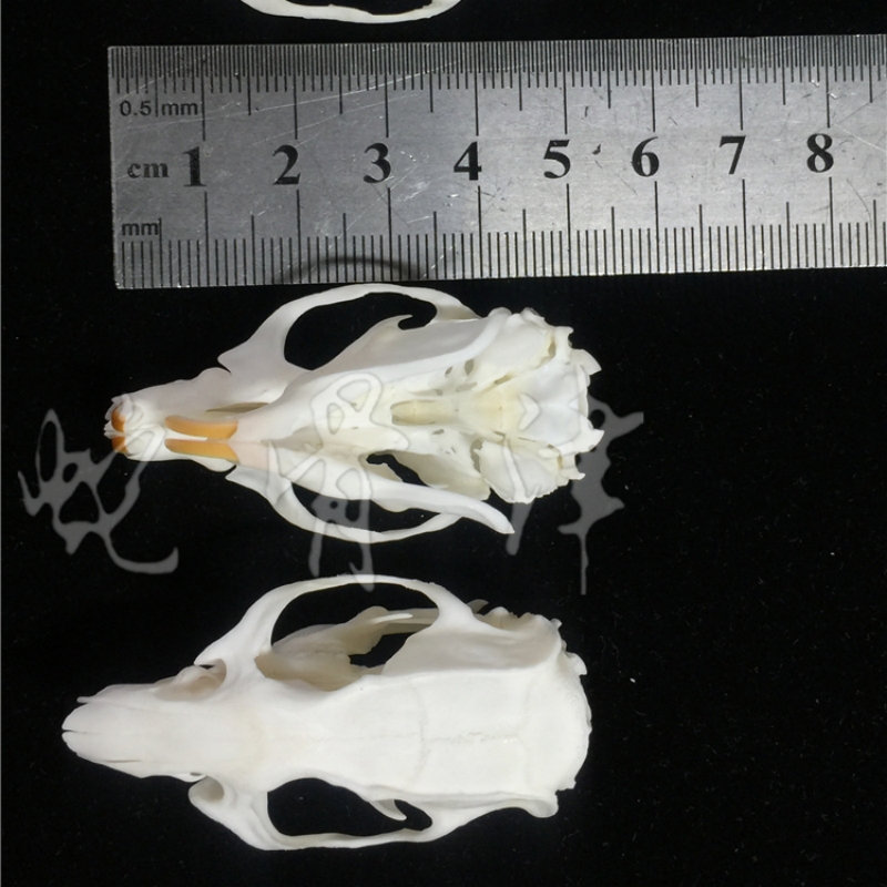 2115 Wholesale series 1/5/10 Pcs Crocodile Skull Artwork Decorative Sculpture Lot Premium Quality Animal Skull Home Decor Science