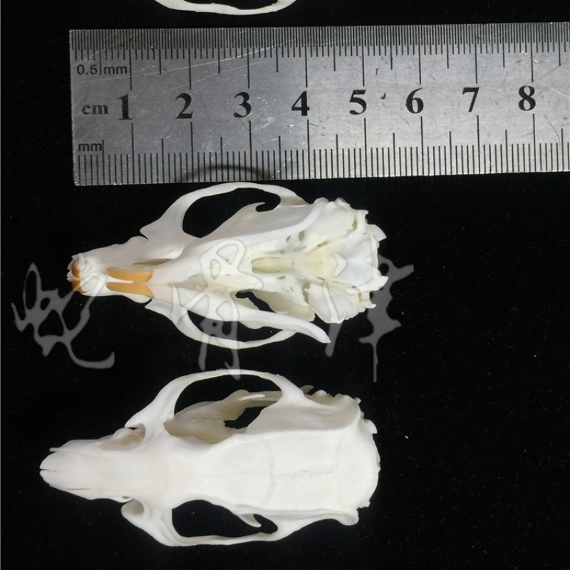 2115 Wholesale series 1/5/10 Pcs Crocodile Skull Artwork Decorative Sculpture Lot Premium Quality Animal Skull Home Decor Science