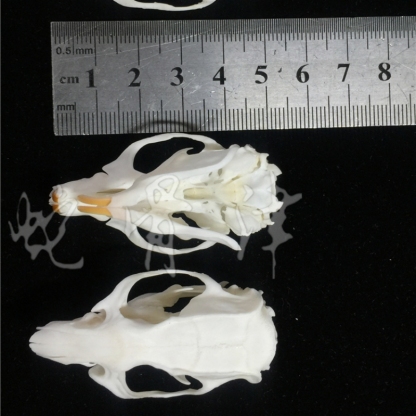 2115 Wholesale series 1/5/10 Pcs Crocodile Skull Artwork Decorative Sculpture Lot Premium Quality Animal Skull Home Decor Science