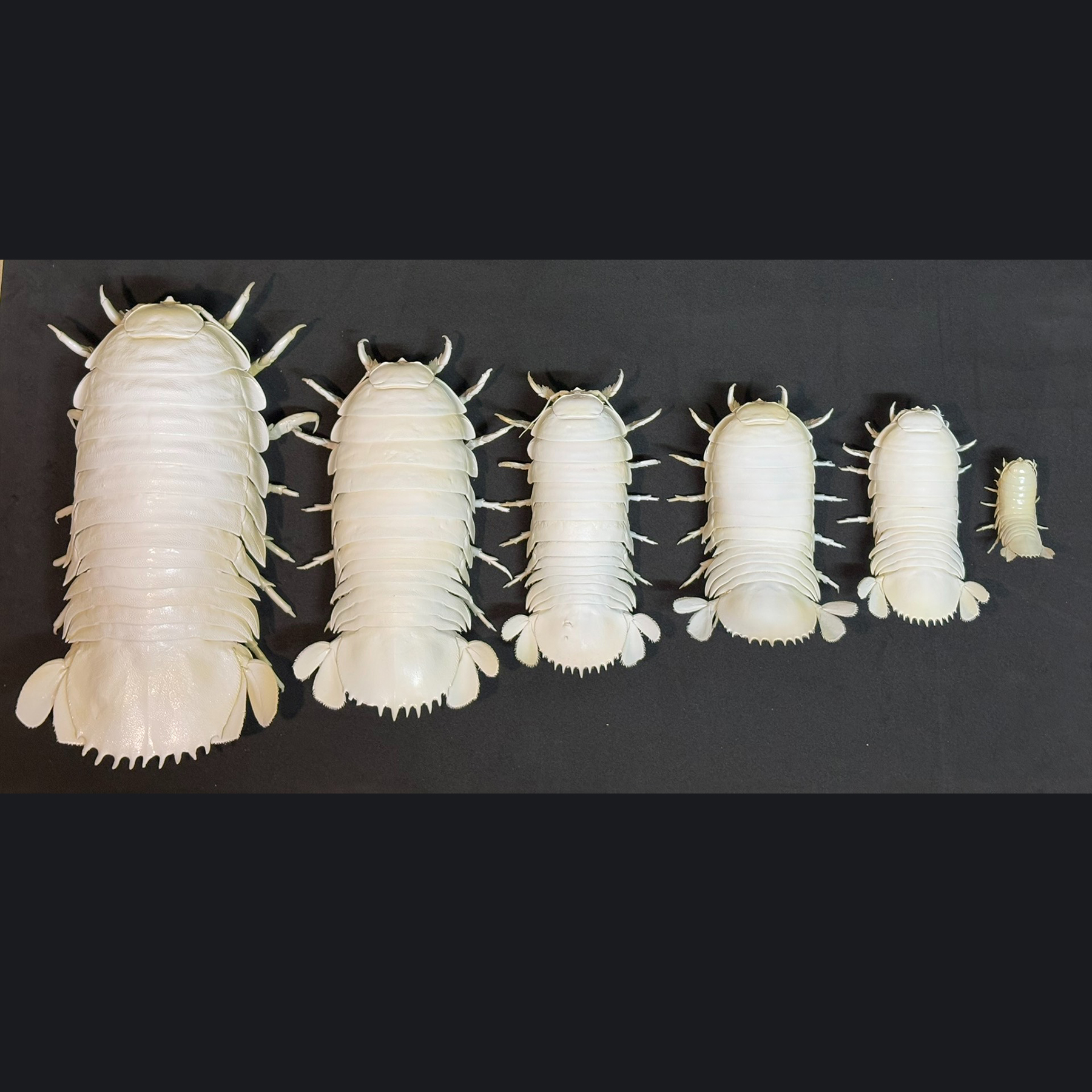 2242 Giant Bathynomus Giganteus Insect Resin Art Decoration Size 40cm Entomological Display Decoration Natural Home Accessories