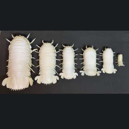 2242 Giant Bathynomus Giganteus Insect Resin Art Decoration Size 40cm Entomological Display Decoration Natural Home Accessories